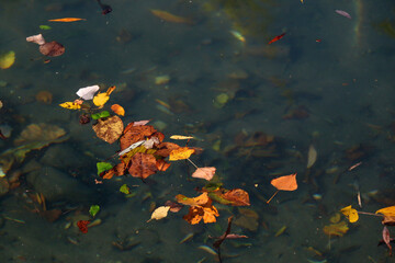 Fototapeta na wymiar Colorful autumn leaves floating in a river. Selective focus.