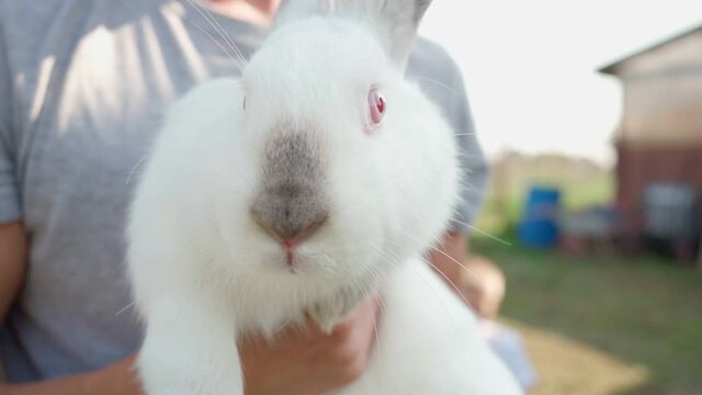 White Rabbit Arm