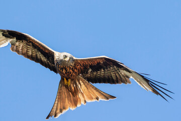 Graceful Red Kite with a reddish-brown body,angled wings and deeply forked tail in full flight against a clear blue sky.
