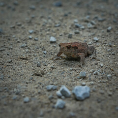 Young common toad (Bufo bufo) on a gravel road.