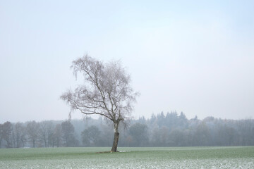 Sachsenwald bei Nebel