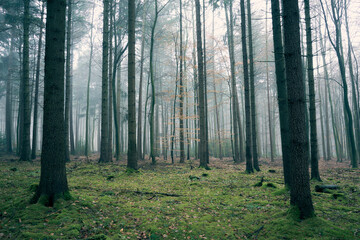 Sachsenwald bei Nebel