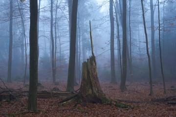 Sachsenwald bei Nebel