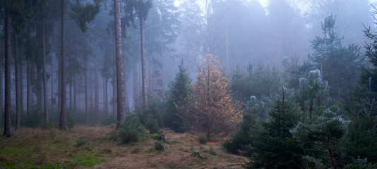 Sachsenwald bei Nebel