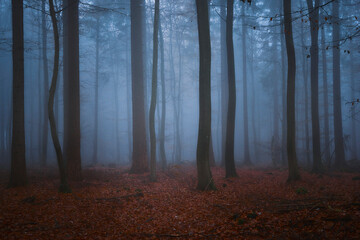 Sachsenwald bei Nebel