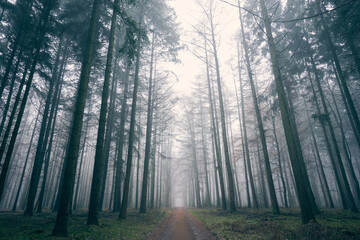 Sachsenwald bei Nebel