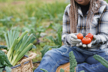 African senior woman holding fresh organic tomato - Agrictultre female worker enjoy harvest period