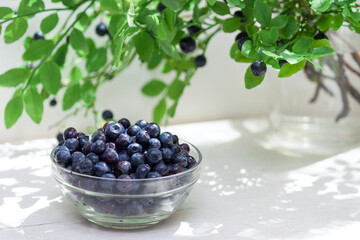 Glass jar with fresh bilberry, bilberry bush. Copy space.