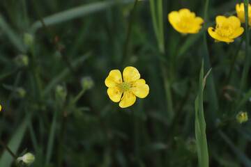 Butterblume