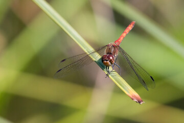 Blutrote Heidelibelle