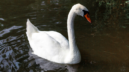 Graceful white swan with red beak floating in water