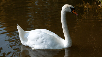 Obraz premium Graceful white swan with red beak floating in water