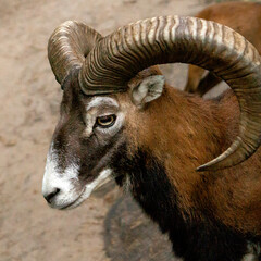 Mouflon with large horns in the zoo close-up.