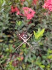 spider on a web
