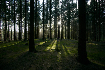 Wald
