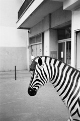 zebra in the street of paris