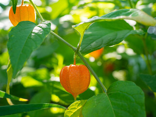 Many flowers Physalis alkekengi with several flowers, in the sunshine