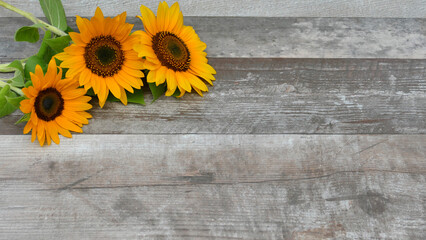 Sonnenblumen auf Holzhintergrund.