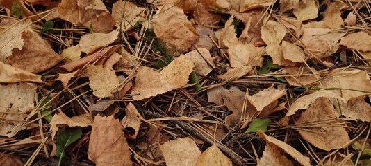 Autumn leaf fall. A lot of yellow, red, maroon leaves are lying on the ground.