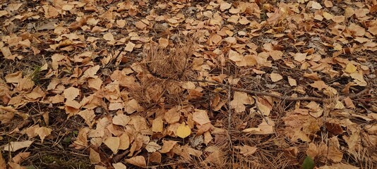 Autumn leaf fall. A lot of yellow, red, maroon leaves are lying on the ground.