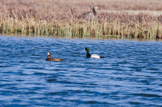 Pair of the Greater Scaup (Aythya marila) female in Barents Sea coastal area, Russia