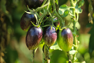 Fresh purple heirloom tomatoes on the vine in a garden