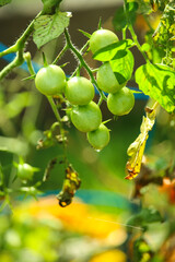 Nice looking yellow and green not ripe yet tomatoes behind blurry green branches with lot of leaves