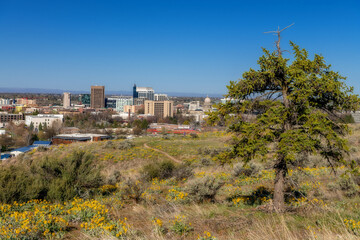 Fototapeta na wymiar Boise foothills with wildflowers in bloom and skyline