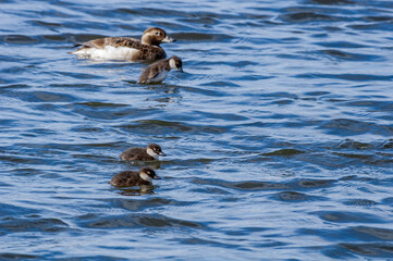 Long-tailed Duck (Clangula hyemalis) female with ducklings in Barents Sea coastal area, Russia