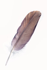 Isolated Eagle Feather on White © Stefan