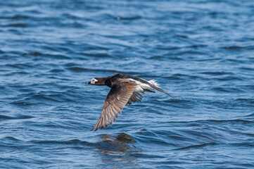 Long-tailed Duck (Clangula hyemalis) drake in Barents Sea coastal area, Russia
