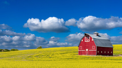 Beautiful red country barn and yellow crops