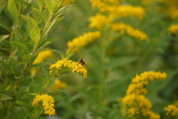 Honeybee pollenating goldenrod, beautiful background