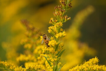 Honeybee pollenating goldenrod, beautiful background