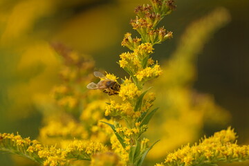 Honeybee pollenating goldenrod, beautiful background