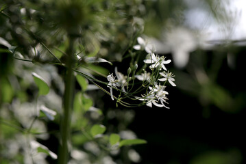 Śliczny clematis (powojnik) pnący w ogrodzie, naturalne rozmyte tło, białe kwiaty - obrazy, fototapety, plakaty