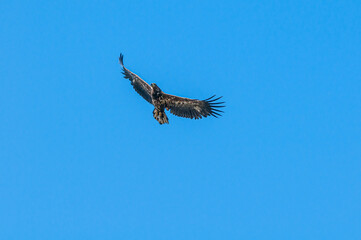 White-tailed Eagle (Haliaeetus albicilla) in Barents Sea coastal area, Russia