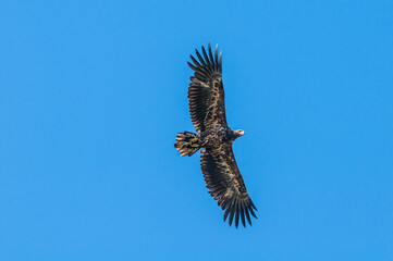 White-tailed Eagle (Haliaeetus albicilla) in Barents Sea coastal area, Russia