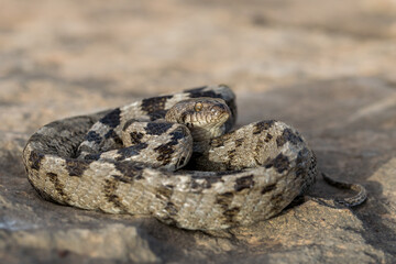 A European Cat Snake, or Soosan Snake, Telescopus fallax, curled up and staring, in Malta.