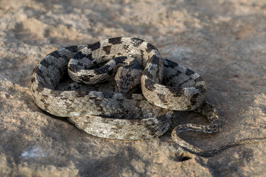 A European Cat Snake, or Soosan Snake, Telescopus fallax, curled up and staring, in Malta.
