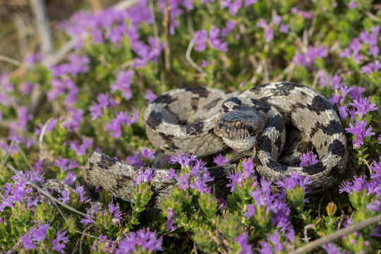 A European Cat Snake, or Soosan Snake, Telescopus fallax, curled up on Mediterranean Thyme in Malta.