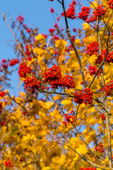 Rowan tree in autumn