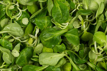 mache lettuce green salad