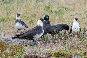 Pomarine Jaegers (Stercorarius pomarinus) in Barents Sea coastal area, Russia