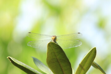 Libellules