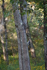 Woodpecker on tree in Maine