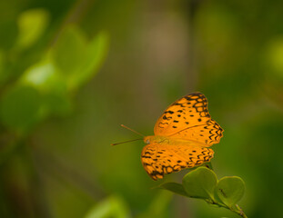 Yellow butterfly on leaf.