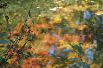 Fall Foliage in Maine New England, Maple, Birch, Beech, Pine trees, beautiful autumn background