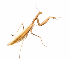 European mantis religiosa isolated on white background, subspecies - Mantis religiosa macedonica 