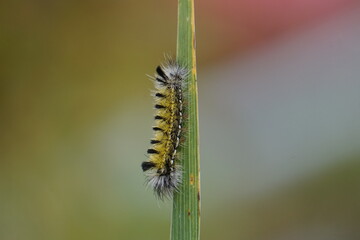 Yellow and black fuzzy caterpillar on grass